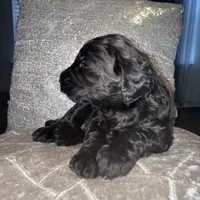Fudge, a male Goldendoodle for sale in Hampton, VA – 2 of 3