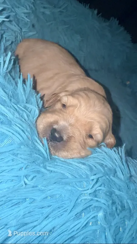 Cannoli  – Goldendoodle puppy for sale in Hampton, VA