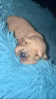 Cannoli , a female Goldendoodle for sale in Hampton, VA – 1 of 4