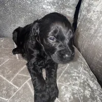 Mr. Goodbar, a male Goldendoodle for sale in Hampton, VA – Photo 3 of 4