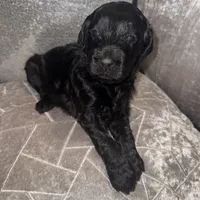 Mr. Goodbar, a male Goldendoodle for sale in Hampton, VA – Photo 2 of 4