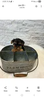 Full Akc Bella Teacup , a female Yorkshire Terrier for sale in Schaumburg, IL – 7 of 9