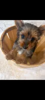 Full Akc Teacup Chloe , a female Yorkshire Terrier for sale in Schaumburg, IL – 8 of 10