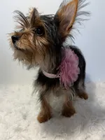 Bella, a female Yorkshire Terrier for sale in Schaumburg, IL – 4 of 7