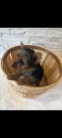 Full Akc Teacup Mia Microchip , a female Yorkshire Terrier for sale in Schaumburg, IL – 9 of 10