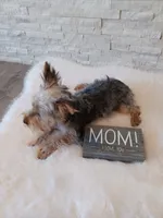 Full Akc Gabe Yorkie Microchip, a male Yorkshire Terrier for sale in Schaumburg, IL – 7 of 7