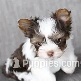 Full Akc Parti Yorkie Luna