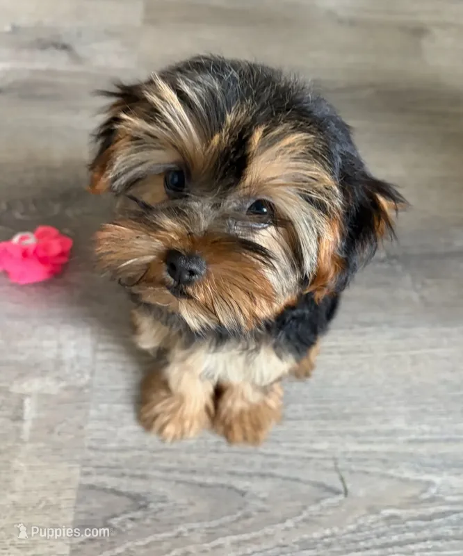 Full Akc Bella  – Yorkshire Terrier puppy for sale in Schaumburg, IL