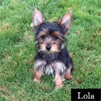 Full Akc Lola Microchip , a female Yorkshire Terrier for sale in Schaumburg, IL – 2 of 3