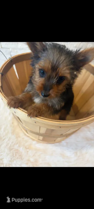 Full Akc Teacup Chloe  – Yorkshire Terrier puppy for sale in Schaumburg, IL