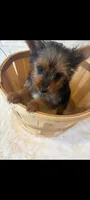 Full Akc Teacup Chloe , a female Yorkshire Terrier for sale in Schaumburg, IL – 5 of 10