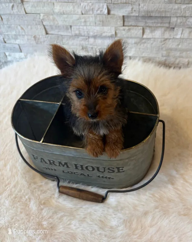Full Akc Teacup Mia Microchip  – Yorkshire Terrier puppy for sale in Schaumburg, IL