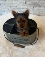 Full Akc Yorkie  Mia, a female Yorkshire Terrier for sale in Schaumburg, IL – 2 of 10