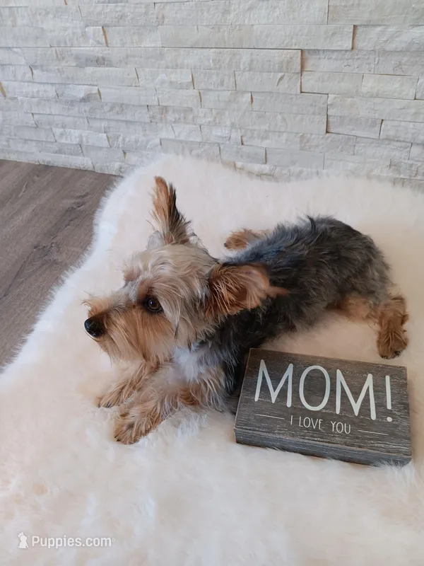 Full Akc Gabe Yorkie Microchip – Yorkshire Terrier puppy for sale in Schaumburg, IL