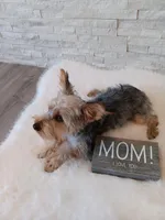 Full Akc Gabe Yorkie Microchip, a male Yorkshire Terrier for sale in Schaumburg, IL – 9 of 10