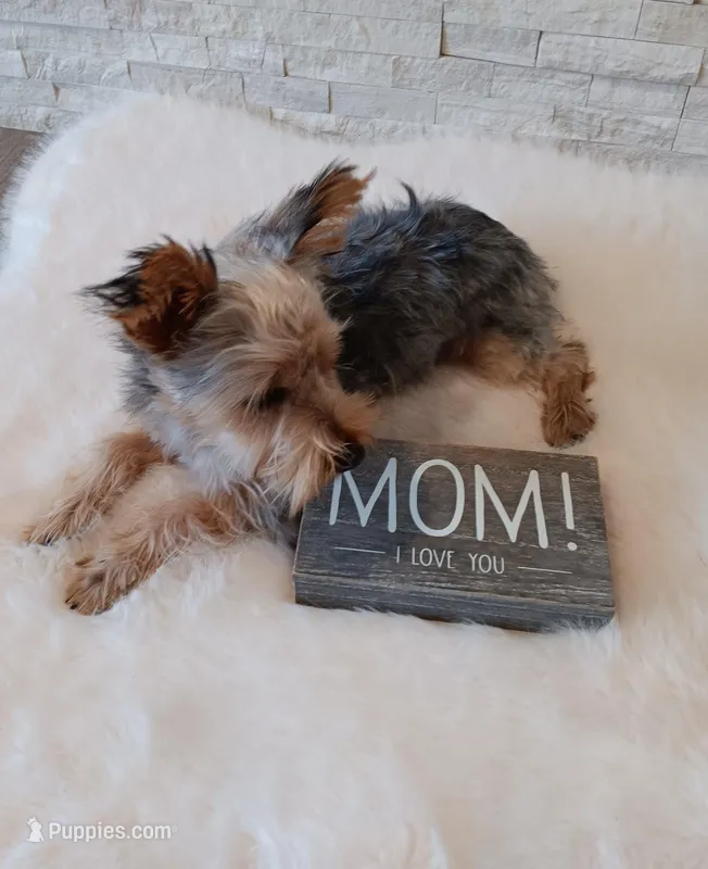Full Akc Gabe Yorkie Microchip – Yorkshire Terrier puppy for sale in Schaumburg, IL