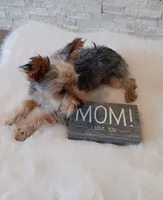Full Akc Gabe Yorkie Microchip, a male Yorkshire Terrier for sale in Schaumburg, IL – 2 of 10