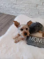 Full Akc Gabe Yorkie Microchip, a male Yorkshire Terrier for sale in Schaumburg, IL – 8 of 10