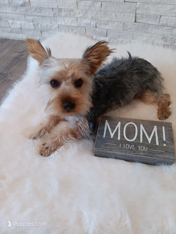 Full Akc Gabe Yorkie Microchip – Yorkshire Terrier puppy for sale in Schaumburg, IL