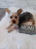 Full Akc Gabe Yorkie Microchip, a male Yorkshire Terrier for sale in Schaumburg, IL – 1 of 10