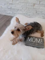 Full Akc Gabe Yorkie Microchip, a male Yorkshire Terrier for sale in Schaumburg, IL – 7 of 10