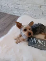 Full Akc Gabe Yorkie Microchip, a male Yorkshire Terrier for sale in Schaumburg, IL – 3 of 10