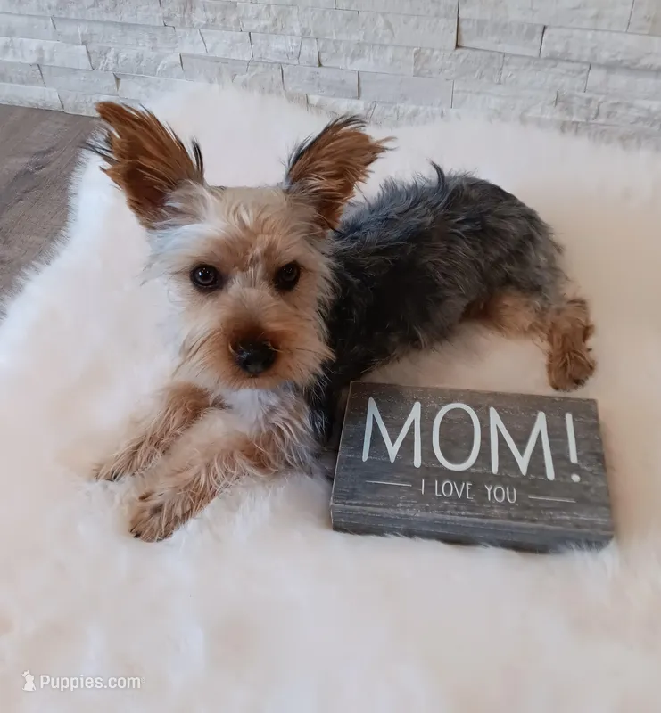 Full Akc Gabe Yorkie Microchip – Yorkshire Terrier puppy for sale in Schaumburg, IL