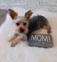 Full Akc Gabe Yorkie Microchip, a male Yorkshire Terrier for sale in Schaumburg, IL – 10 of 10