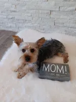 Full Akc Gabe Yorkie Microchip, a male Yorkshire Terrier for sale in Schaumburg, IL – 6 of 10
