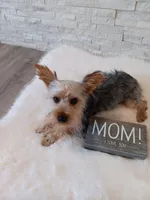Full Akc Gabe Yorkie Microchip, a male Yorkshire Terrier for sale in Schaumburg, IL – 5 of 10