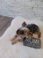 Full Akc Gabe Yorkie Microchip, a male Yorkshire Terrier for sale in Schaumburg, IL – 4 of 10