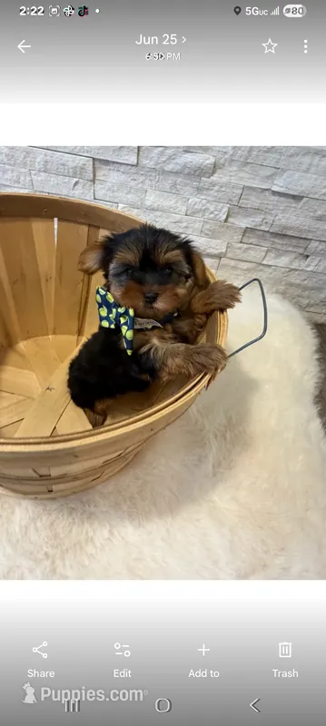 Full Akc Ace – Yorkshire Terrier puppy for sale in Schaumburg, IL