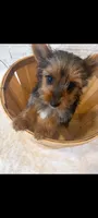 Full Akc Teacup Chloe , a female Yorkshire Terrier for sale in Schaumburg, IL – 3 of 10