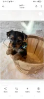 Full Akc Finn, a male Yorkshire Terrier for sale in Schaumburg, IL – 9 of 10