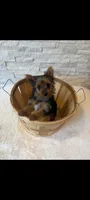 Full Akc Teacup Mia Microchip , a female Yorkshire Terrier for sale in Schaumburg, IL – 8 of 10