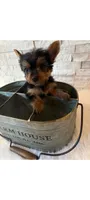 Full Akc Ace Teacup , a male Yorkshire Terrier for sale in Schaumburg, IL – 2 of 10