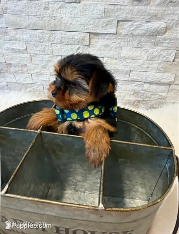 Full Akc Bella  – Yorkshire Terrier puppy for sale in Schaumburg, IL