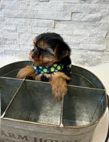 Full Akc Bella Teacup , a female Yorkshire Terrier for sale in Schaumburg, IL – 6 of 9