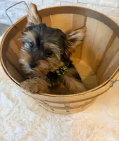 Full AKC Milo Yorkie Microchip, a male Yorkshire Terrier for sale in Schaumburg, IL – 10 of 10