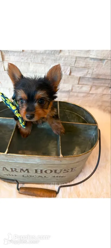 Full Akc Yotkie Ace  Teacup  – Yorkshire Terrier puppy for sale in Schaumburg, IL