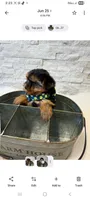 Full Akc Ace, a male Yorkshire Terrier for sale in Schaumburg, IL – 5 of 10