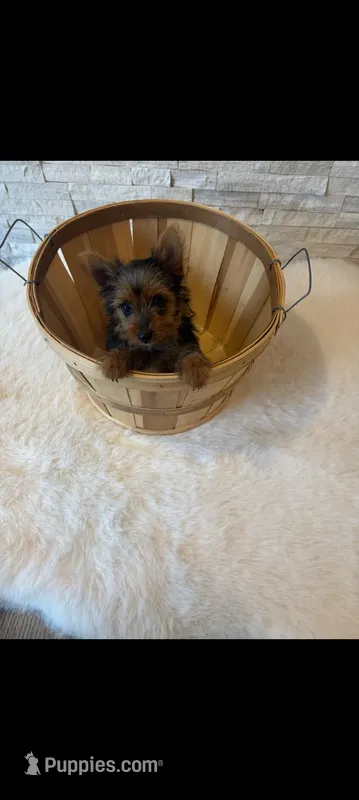 Full Akc Teacup Mia Microchip  – Yorkshire Terrier puppy for sale in Schaumburg, IL