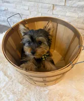 Full AKC Milo Yorkie Microchip, a male Yorkshire Terrier for sale in Schaumburg, IL – 4 of 10