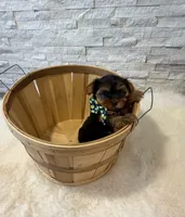 Full Akc Bella Teacup , a female Yorkshire Terrier for sale in Schaumburg, IL – 2 of 9