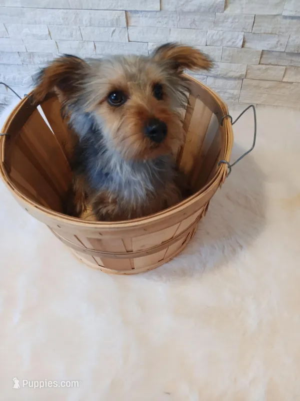 Full AKC Teddy Yorkie Microchip – Yorkshire Terrier puppy for sale in Schaumburg, IL