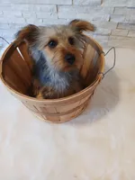 Full AKC Teddy Yorkie Microchip, a male Yorkshire Terrier for sale in Schaumburg, IL – Photo 3 of 10