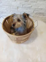 Full AKC Teddy Yorkie Microchip, a male Yorkshire Terrier for sale in Schaumburg, IL – Photo 8 of 10