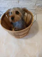 Full AKC Teddy Yorkie Microchip, a male Yorkshire Terrier for sale in Schaumburg, IL – Photo 4 of 10