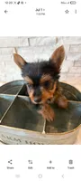 Full Akc Ace Teacup , a male Yorkshire Terrier for sale in Schaumburg, IL – 5 of 10