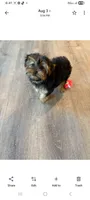 Full Akc Bella Microchip , a female Yorkshire Terrier for sale in Schaumburg, IL – 5 of 8